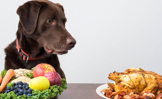 Back to Basics: Why Real Food is Better for Your Pet
