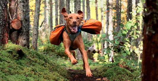 How to Train Your Dog for Long Hikes: A Step-by-Step Guide