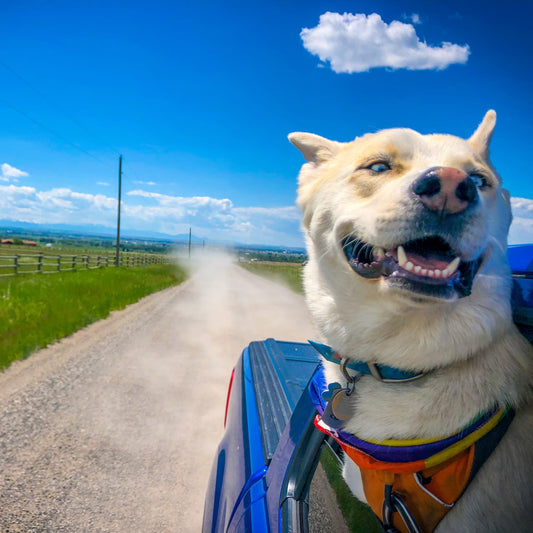Road-Tripping with Pets: Stress-Free Travel Tips