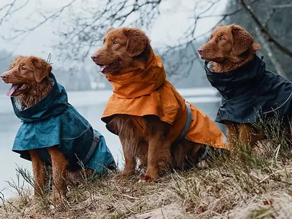 Pet-Worn Hiking Gear