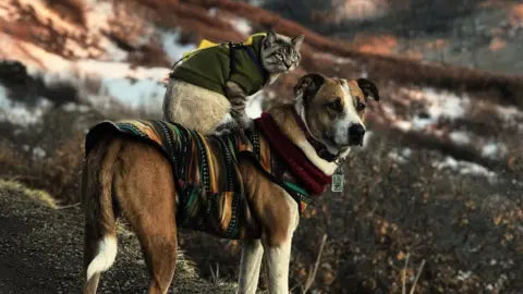 Pet-Worn Hiking Gear